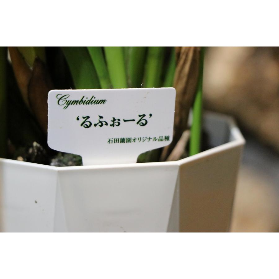 テーブル シンビジウム るふぉーる 2本立ち 5号鉢 シンビジューム 鉢花