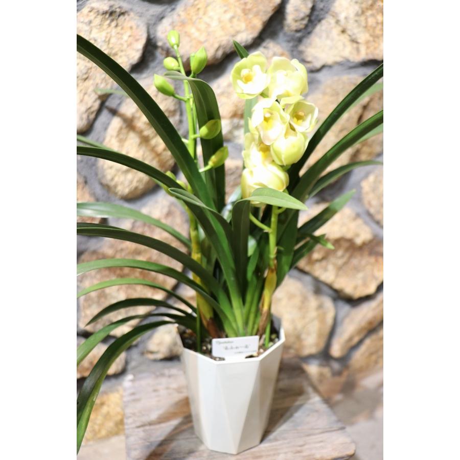 テーブル シンビジウム るふぉーる 2本立ち 5号鉢 シンビジューム 鉢花