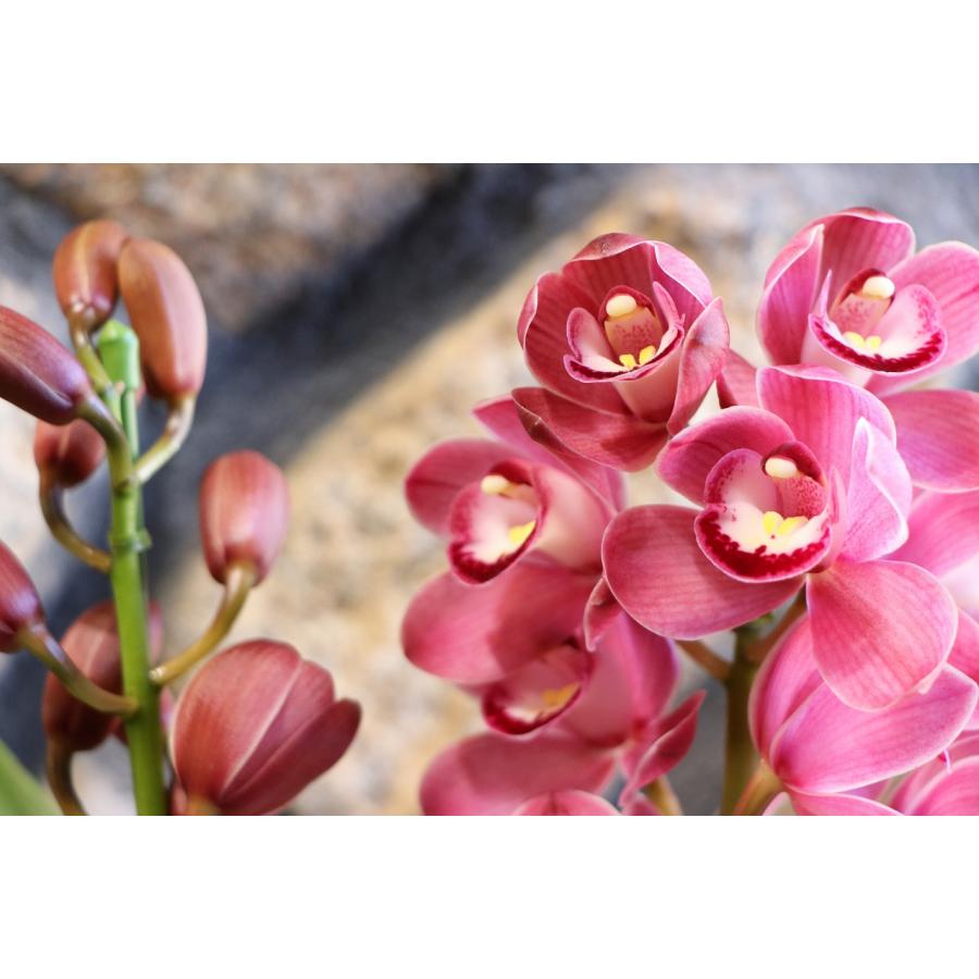 ミニ シンビジウム キュートマム 2本立ち 5号鉢 シンビジューム 鉢花