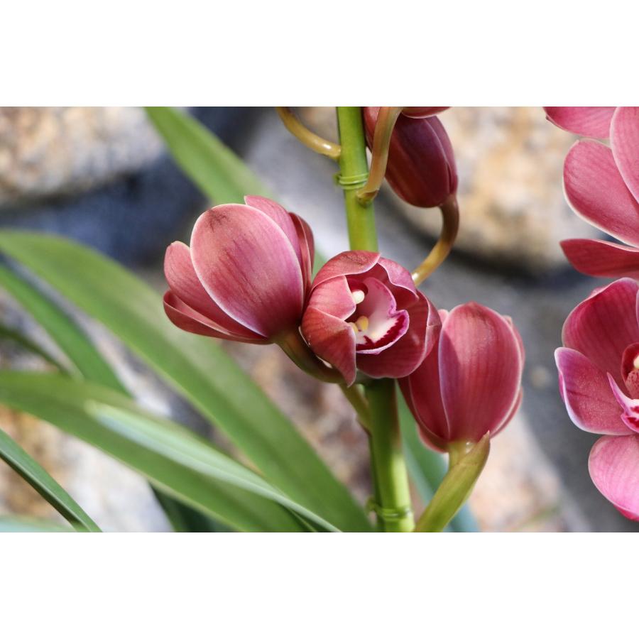 ミニ シンビジウム キュートマム 2本立ち 5号鉢 シンビジューム 鉢花