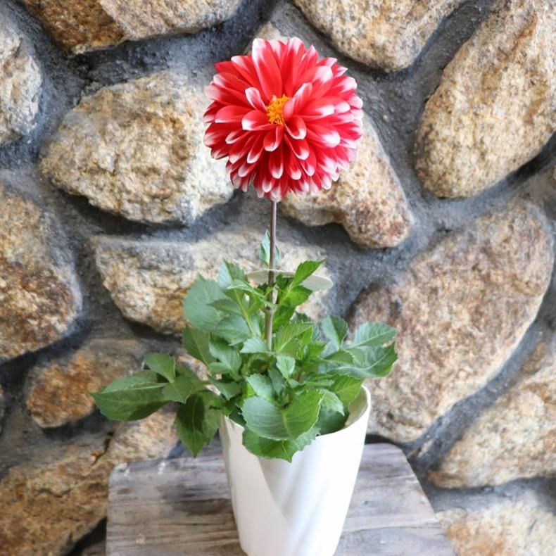 ダリア マキシ レッドバイカラー 4号鉢 鉢花 寄せ植え 花壇