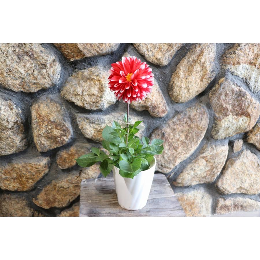 ダリア マキシ レッドバイカラー 4号鉢 鉢花 寄せ植え 花壇 鉢植え