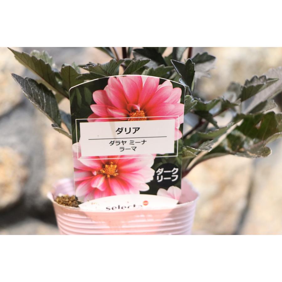 ダリア ダラヤミーナラーマ 3.5号ポット苗 寄せ植え 花壇 鉢植え 