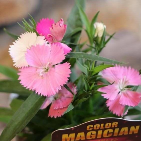四季咲き ナデシコ カラーマジシャン 3.5号ポット苗 寄せ植え 花壇