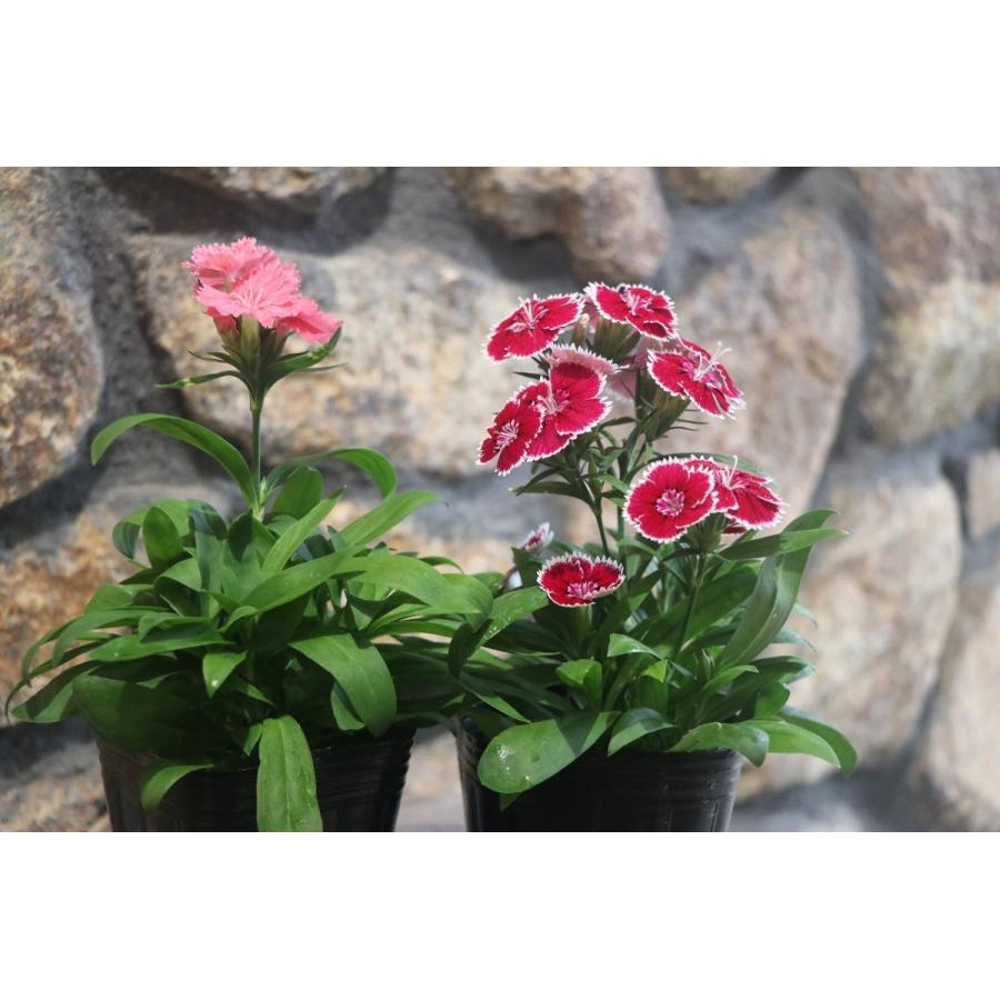 ナデシコ テルスター 3号ポット苗 花壇 寄せ植え Dianthustelstar グリーンプラザ山長ヤフーショッピング店 通販 Yahoo ショッピング