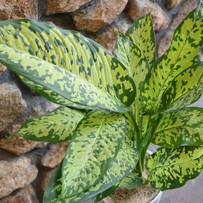 ディフェンバキア チーター 6号鉢 観葉植物 鉢植え お洒落 可愛い