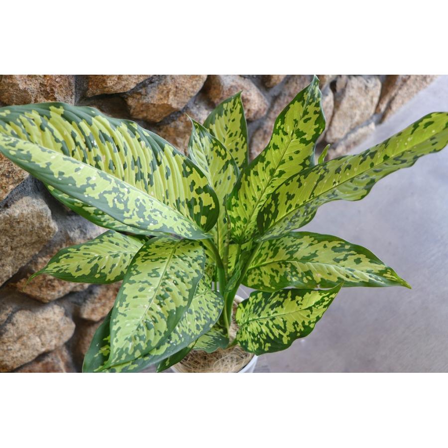 ディフェンバキア チーター 6号鉢 観葉植物 鉢植え お洒落 可愛い