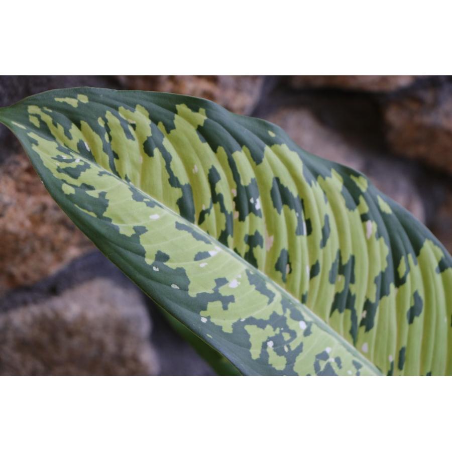 ディフェンバキア チーター 6号鉢 観葉植物 鉢植え お洒落 可愛い