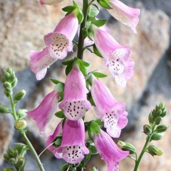 ジギタリス パンサー 5号鉢 ジキタリス 寄せ植え 花壇 Digitalis2 グリーンプラザ山長ヤフーショッピング店 通販 Yahoo ショッピング