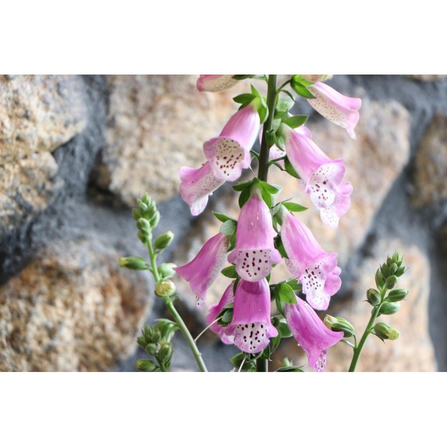 ジギタリス パンサー 5号鉢 ジキタリス 寄せ植え 花壇 Digitalis2 グリーンプラザ山長ヤフーショッピング店 通販 Yahoo ショッピング