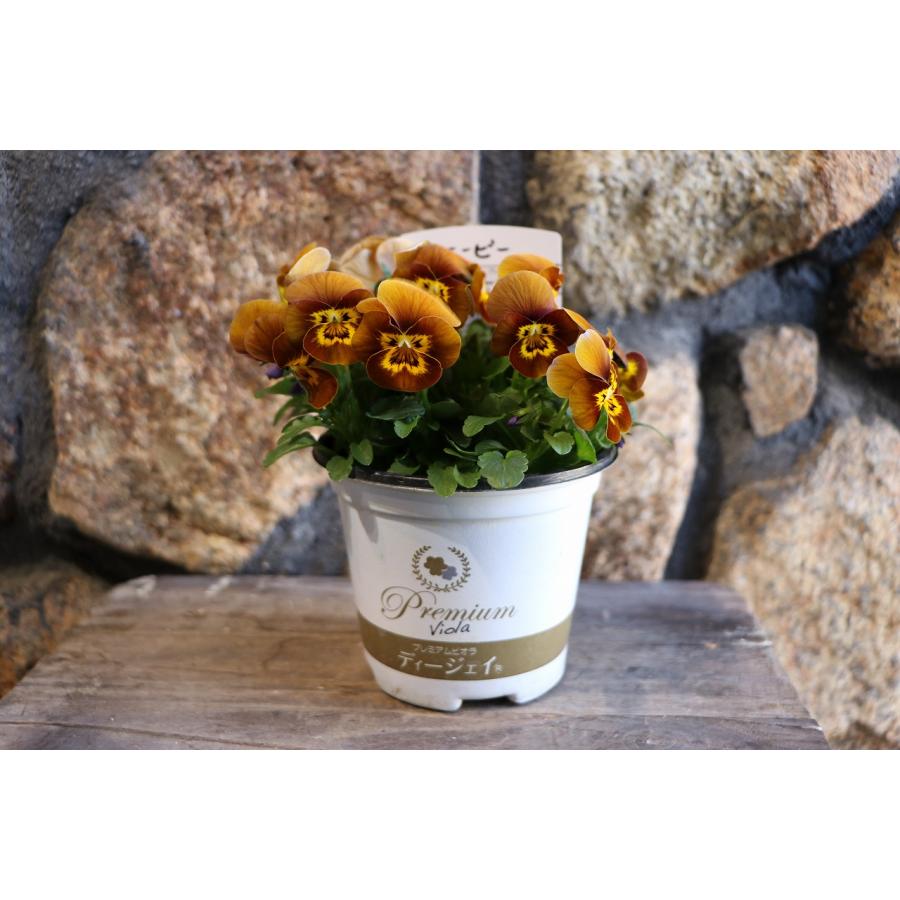 プレミアムビオラ ディージェイ ハニービー 3.5号ポット苗 DJビオラ