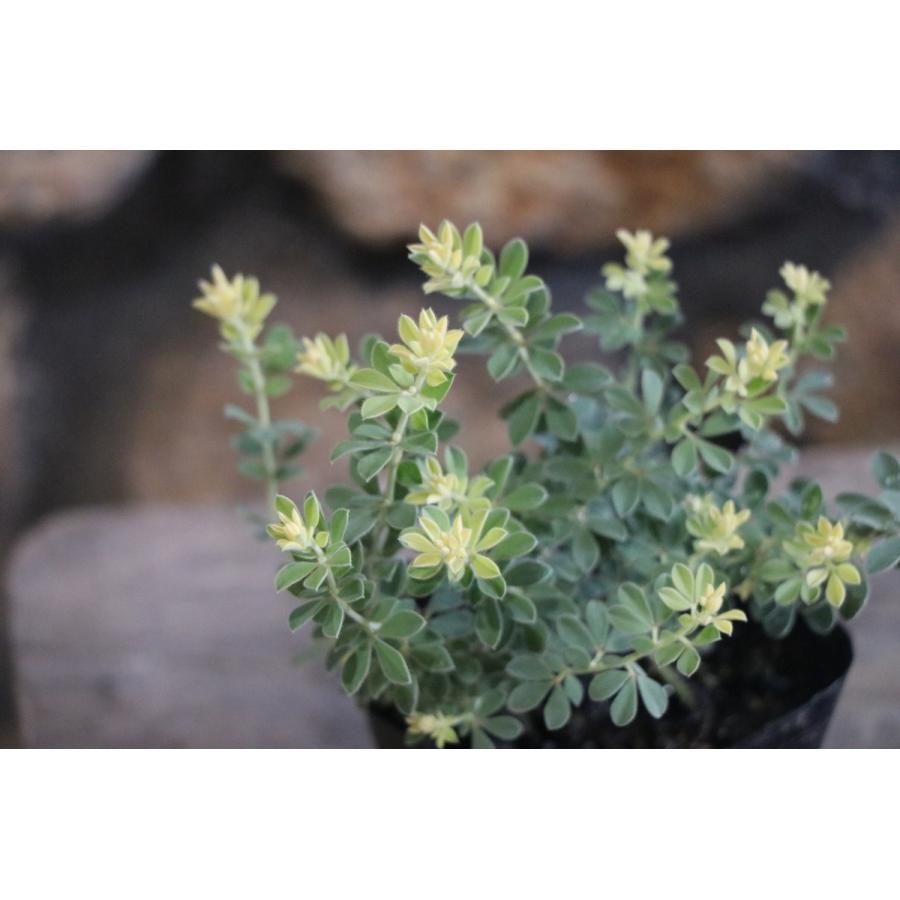 ロータス ブリムストーン 2.5〜3号ポット苗 寄せ植え 花壇 カラー