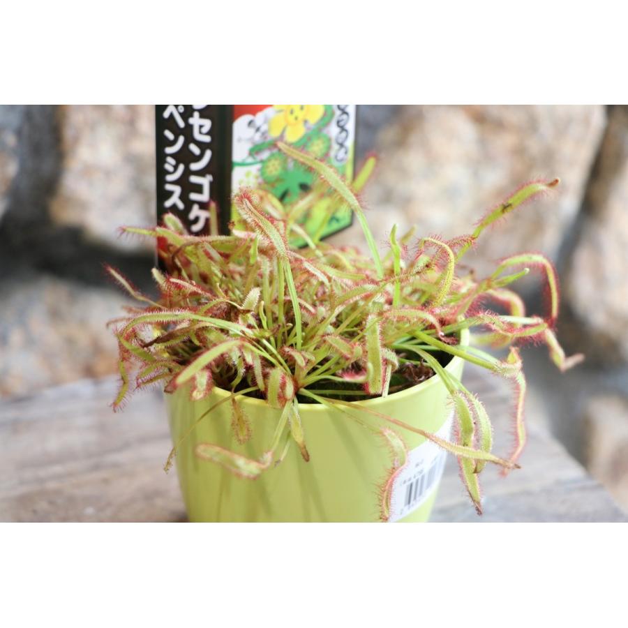 食虫植物 モウセンゴケ カペンシス 3.5号鉢 アフリカナガバ
