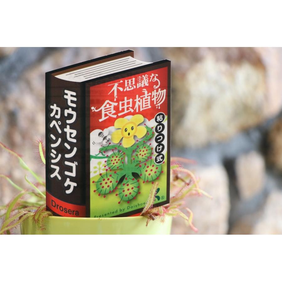 食虫植物 モウセンゴケ カペンシス 3.5号鉢 アフリカナガバ