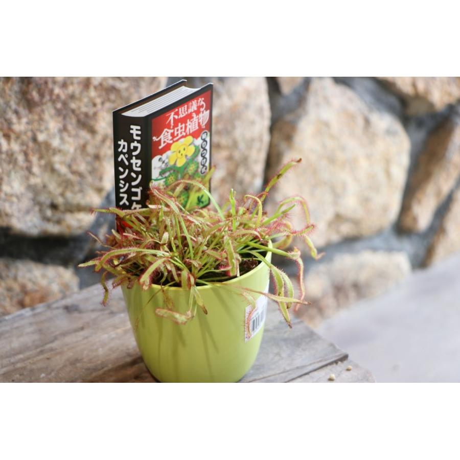 食虫植物 モウセンゴケ カペンシス 3.5号鉢 アフリカナガバ
