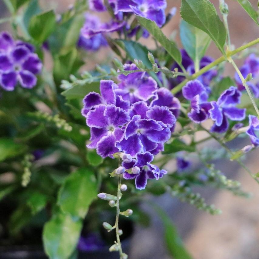 デュランタ 宝塚 3〜3.5号ポット苗 寄せ植え 花壇 鉢植え お洒落