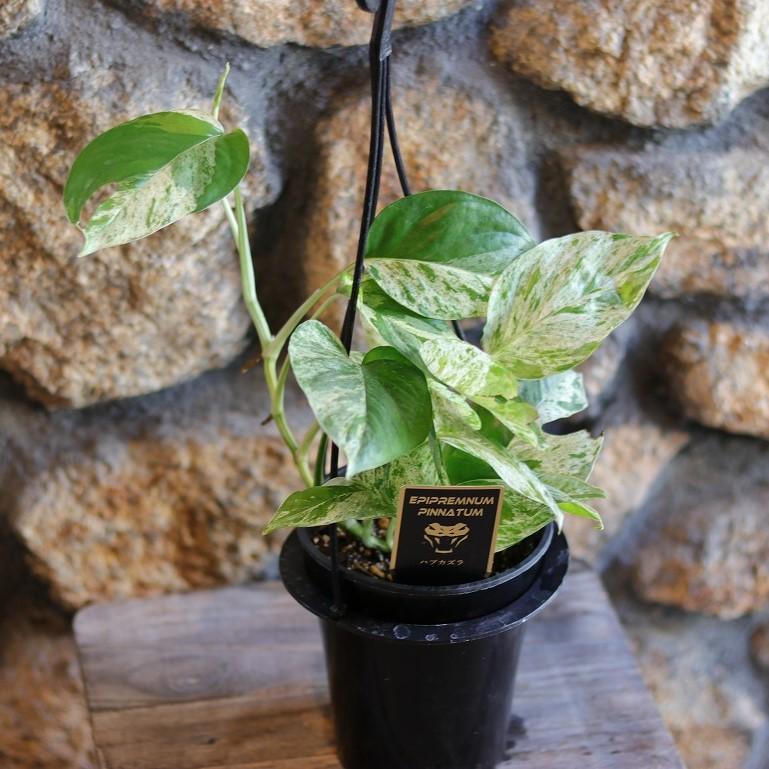 斑入り ハブカズラ エピプレムナム ピナツム マーブル 4号吊り鉢