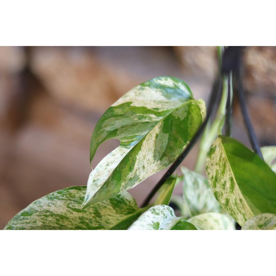 斑入り ハブカズラ エピプレムナム ピナツム マーブル 4号吊り鉢 観葉