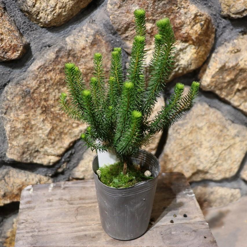 エリカ セシリフローラ 3〜3.5号ポット苗 寄せ植え 花壇 鉢植え お洒落