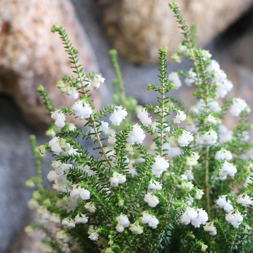 スズランエリカ 4号鉢 エリカ 鈴蘭エリカ 鉢花 寄せ植え 花壇 鉢植え お洒落 オシャレ 可愛い 長持ち 純白 冬の花 花 : グリーン ...