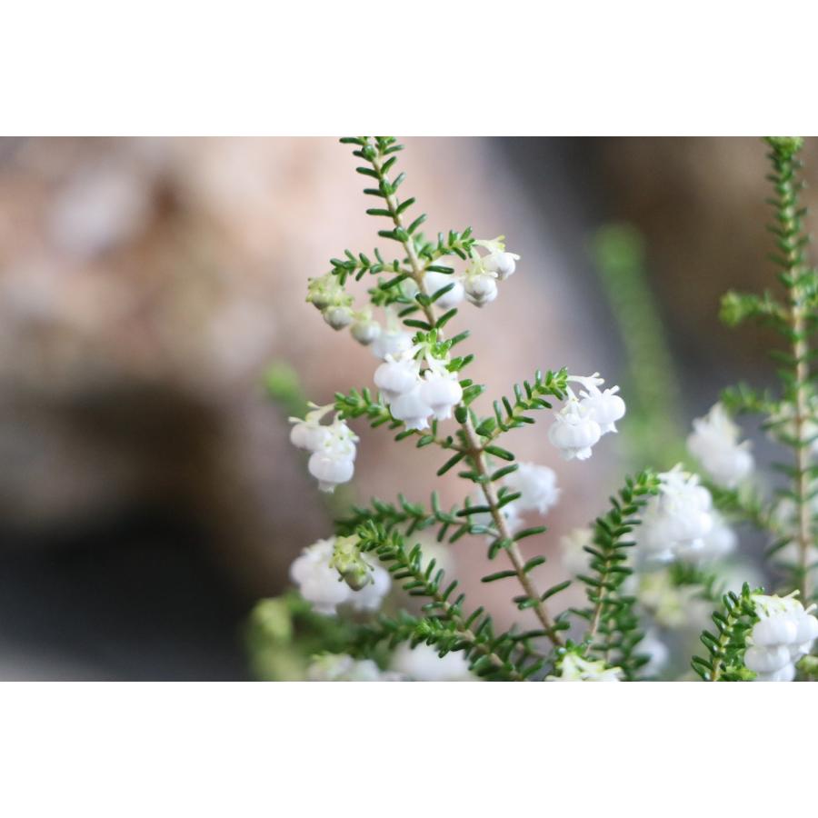 スズランエリカ 4号鉢 エリカ 鈴蘭エリカ 鉢花 寄せ植え 花壇 鉢植え 