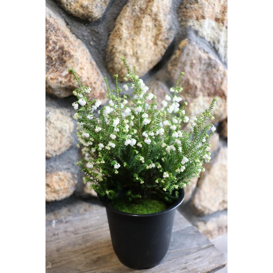 スズランエリカ 4号鉢 エリカ 鈴蘭エリカ 鉢花 寄せ植え 花壇 鉢植え 