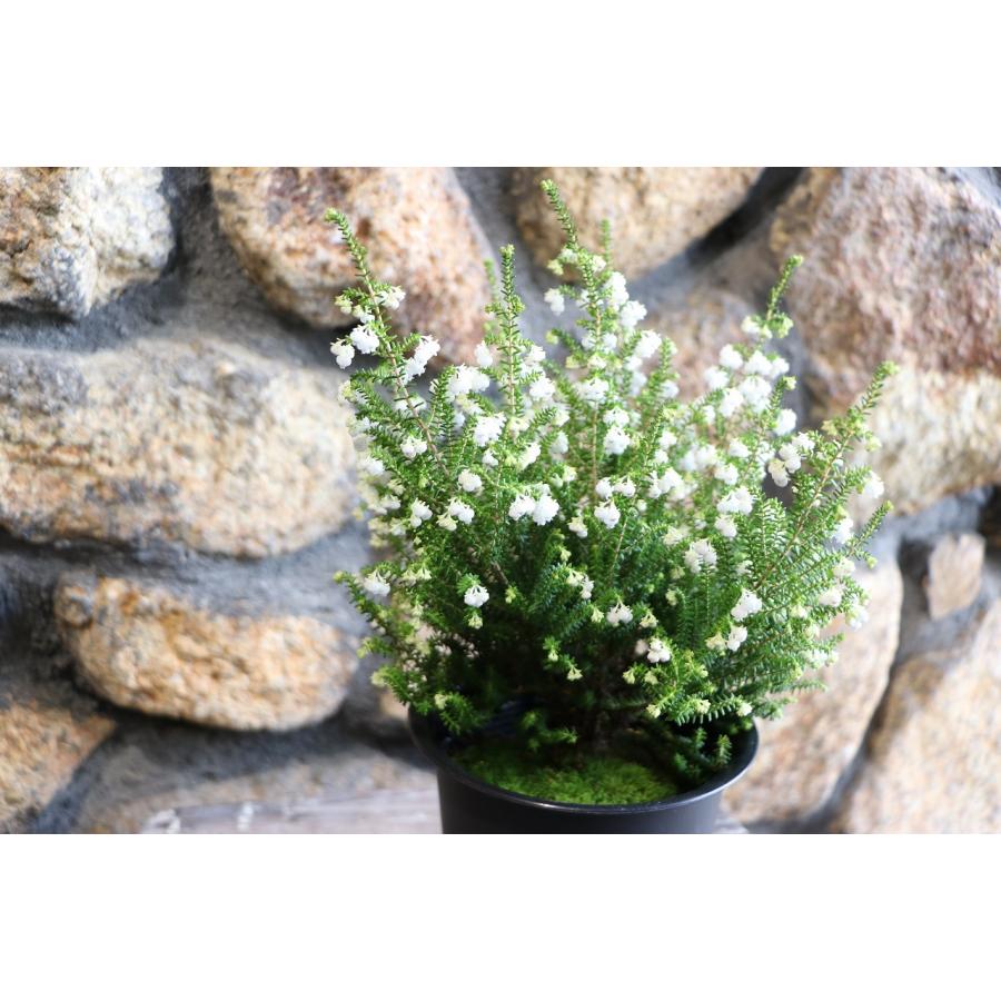 スズランエリカ 4号鉢 エリカ 鈴蘭エリカ 鉢花 寄せ植え 花壇 鉢植え お洒落 オシャレ 可愛い 長持ち 純白 冬の花 花 : グリーン ...