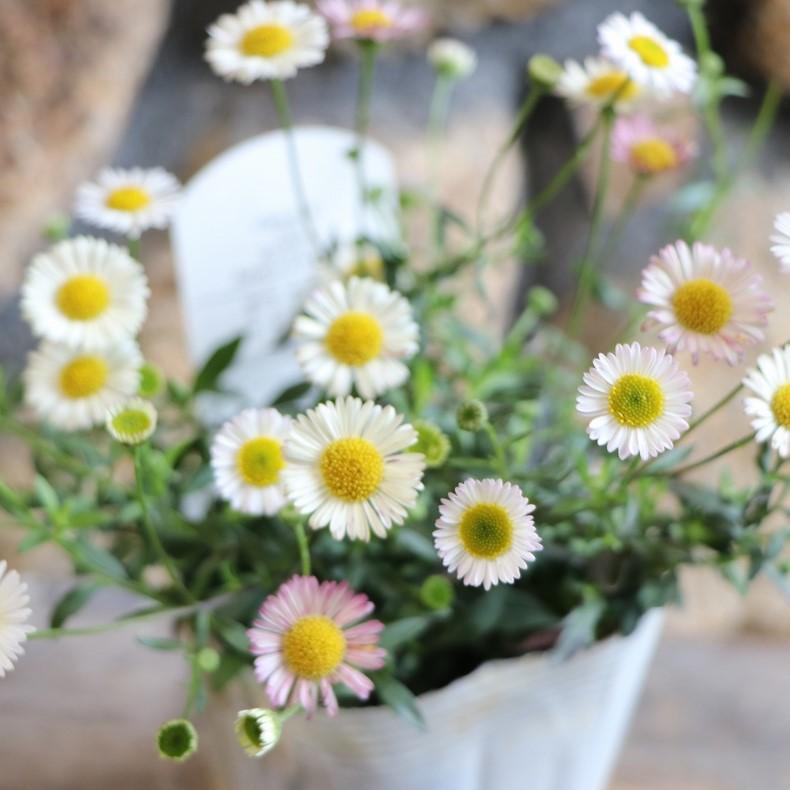 エリゲロン カルビンスキアヌス 3.5号ポット苗 寄せ植え 花壇 エリゲロン カルビンスキアヌス 3.5号ポット苗 寄せ植え 花壇