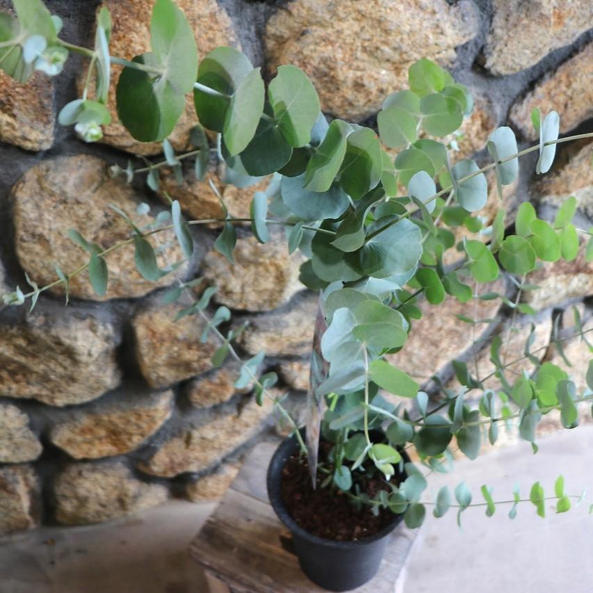 ユーカリ シネレア② 観葉植物 ユーカリ シネレア② 観葉植物