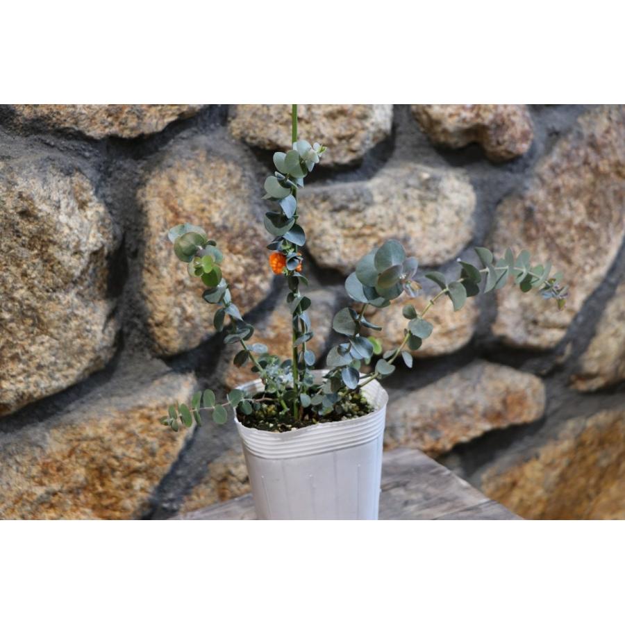 ユーカリ プタス 3 5号ロングポット苗 寄せ植え 花壇 Eucalyptus1 グリーンプラザ山長ヤフーショッピング店 通販 Yahoo ショッピング