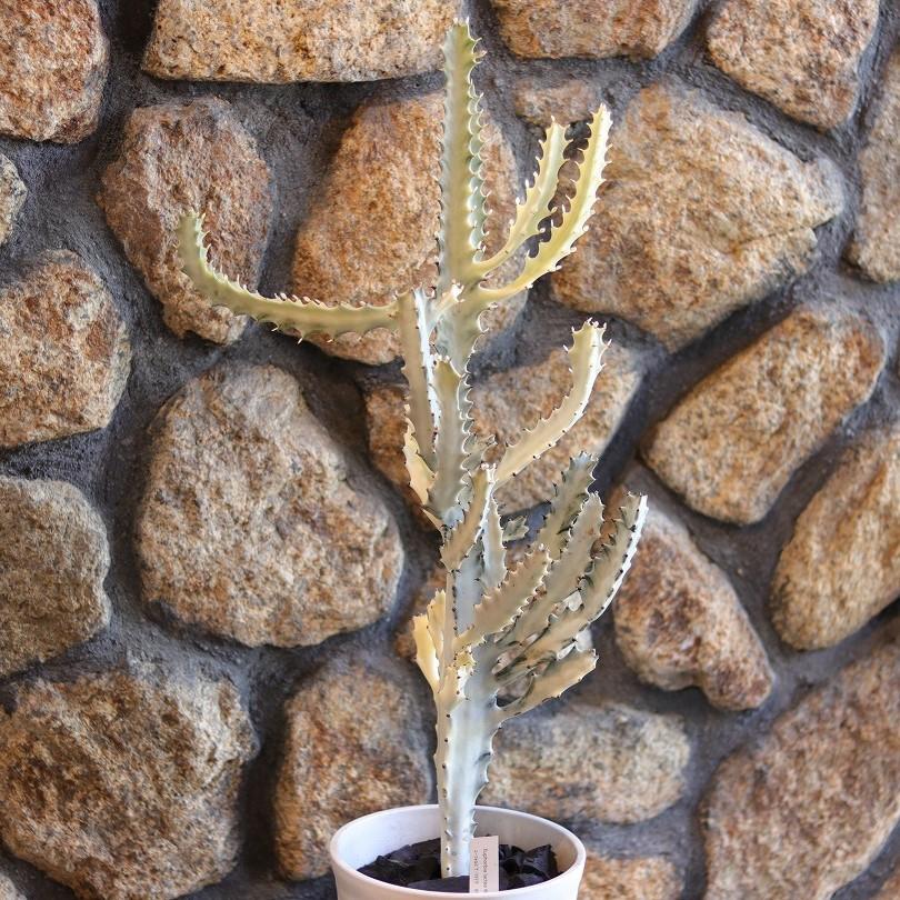 現品2】 多肉植物 ユーフォルビア ラクテア ホワイトゴースト 7号鉢
