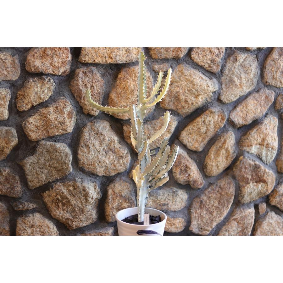 現品2】 多肉植物 ユーフォルビア ラクテア ホワイトゴースト 7号鉢