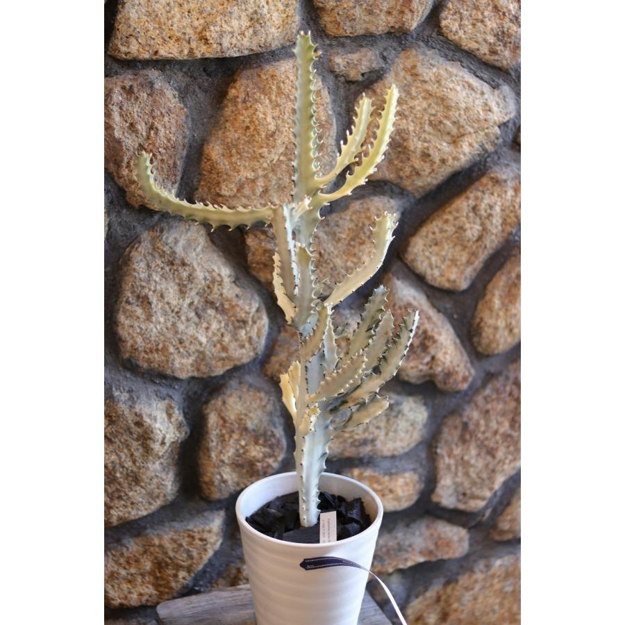 現品2】 多肉植物 ユーフォルビア ラクテア ホワイトゴースト 7号鉢