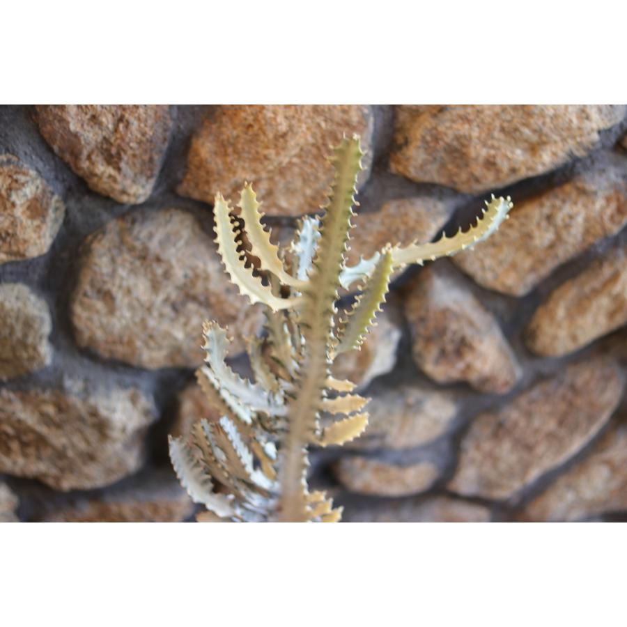 現品2】 多肉植物 ユーフォルビア ラクテア ホワイトゴースト 7号鉢