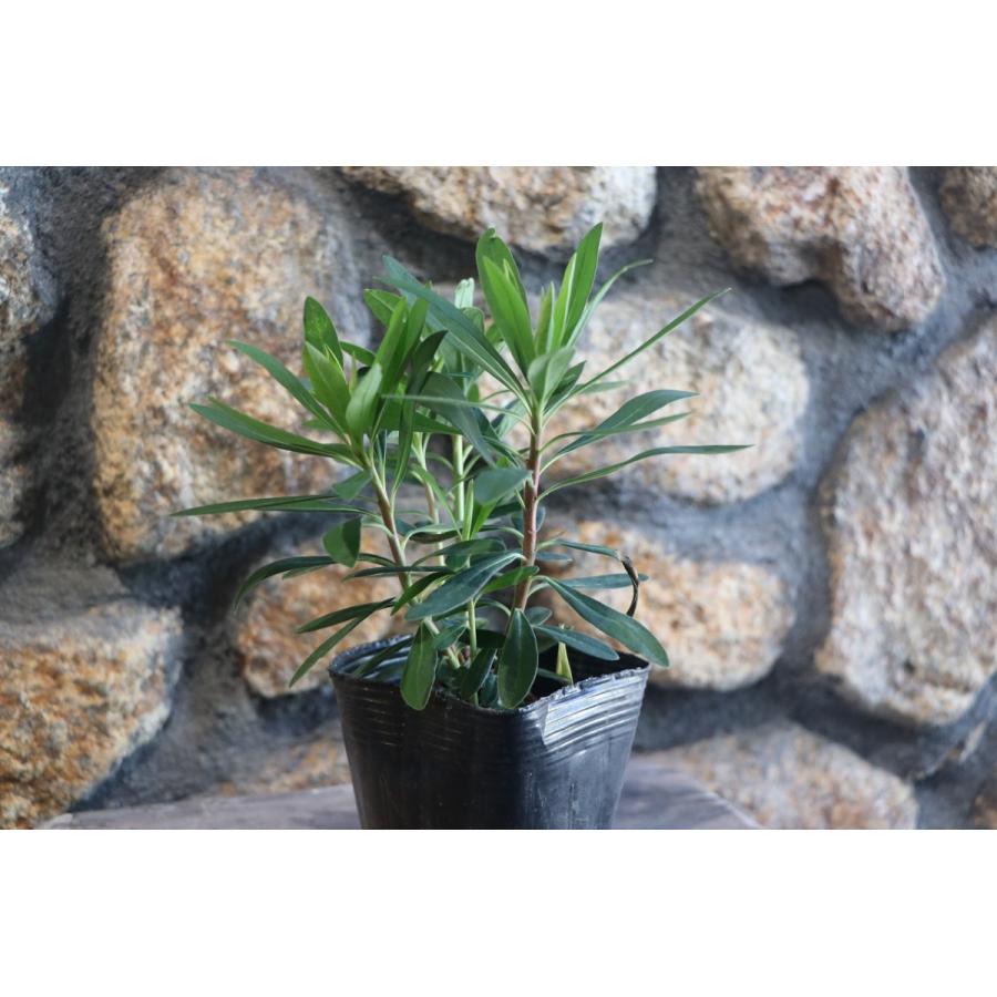ユーフォルビア パープレア 3〜3.5号ポット苗 寄せ植え 花壇 カラー