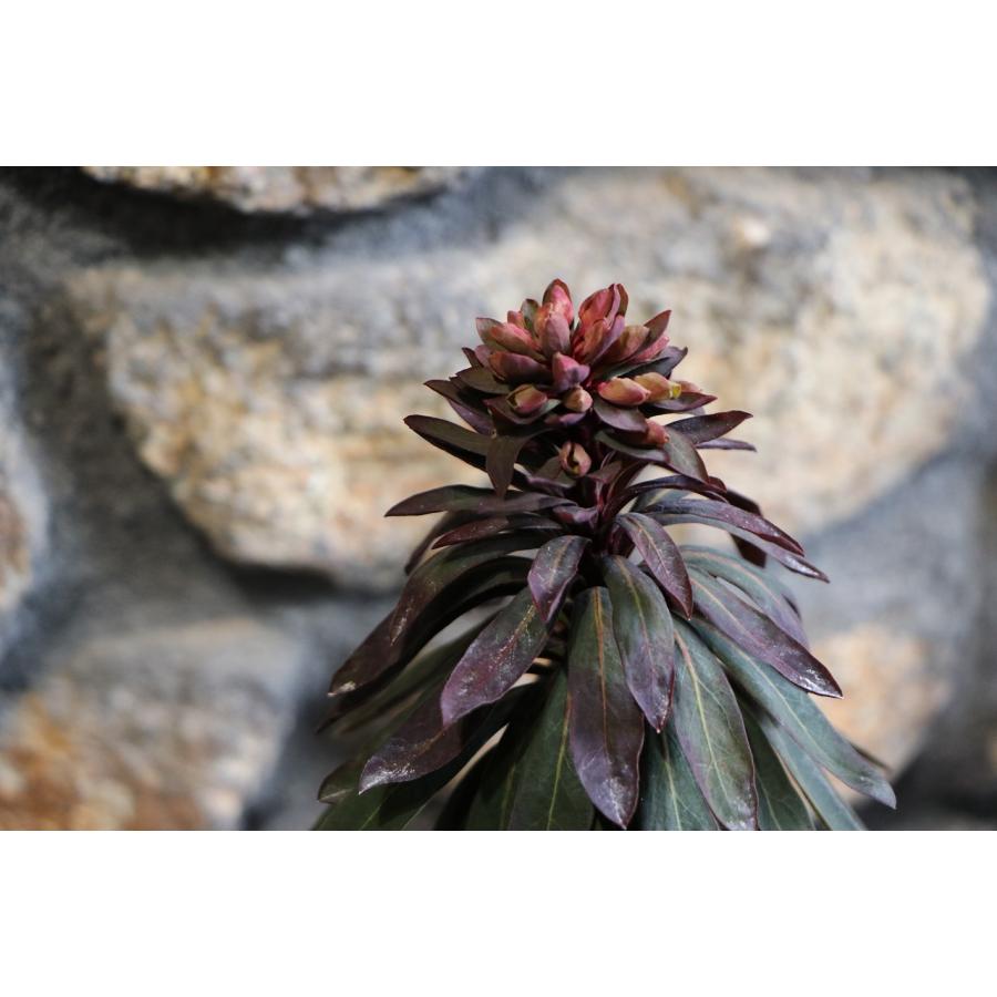 ユーフォルビア ブラックバード 3.5号ポット苗 寄せ植え 花壇 鉢植え