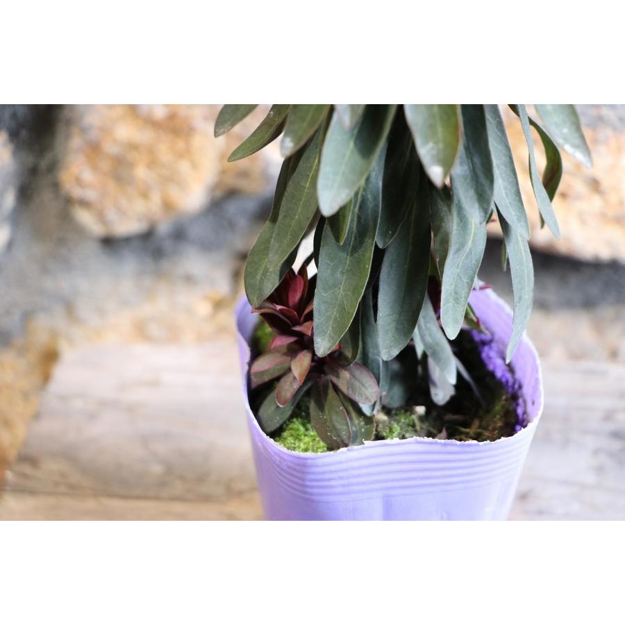 ユーフォルビア ブラックバード 3.5号ポット苗 寄せ植え 花壇 鉢植え