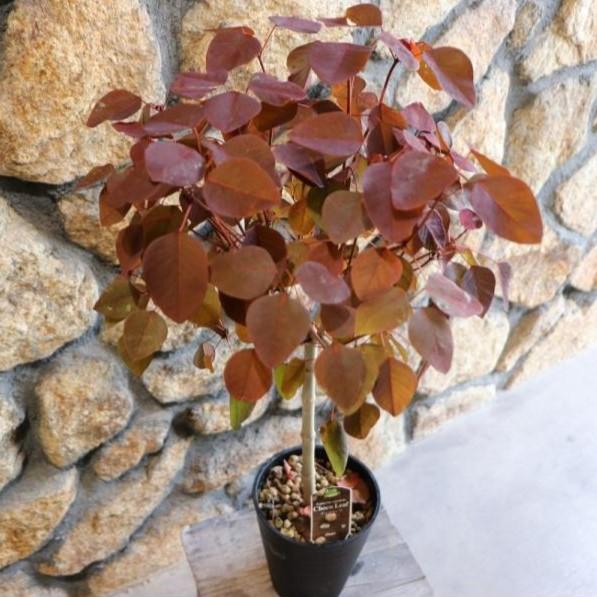 ユーフォルビア チョコリーフ スタンド仕立て 5号鉢 寄せ植え 花壇