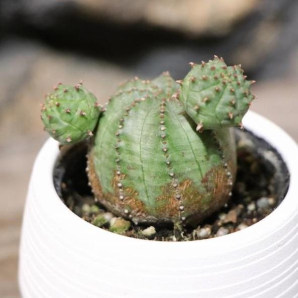 多肉植物 ユーフォルビア オベサブロウ 2号鉢 : グリーンプラザ山長