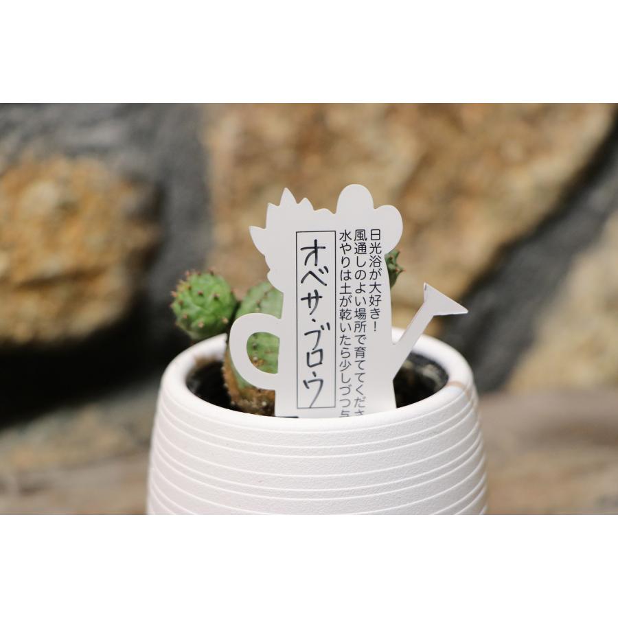 ユーフォルビアオベサ2株セット 2頭タイプ!!】オス株 Euphorbia Obesa ユーフォルビア オベサ 木質化