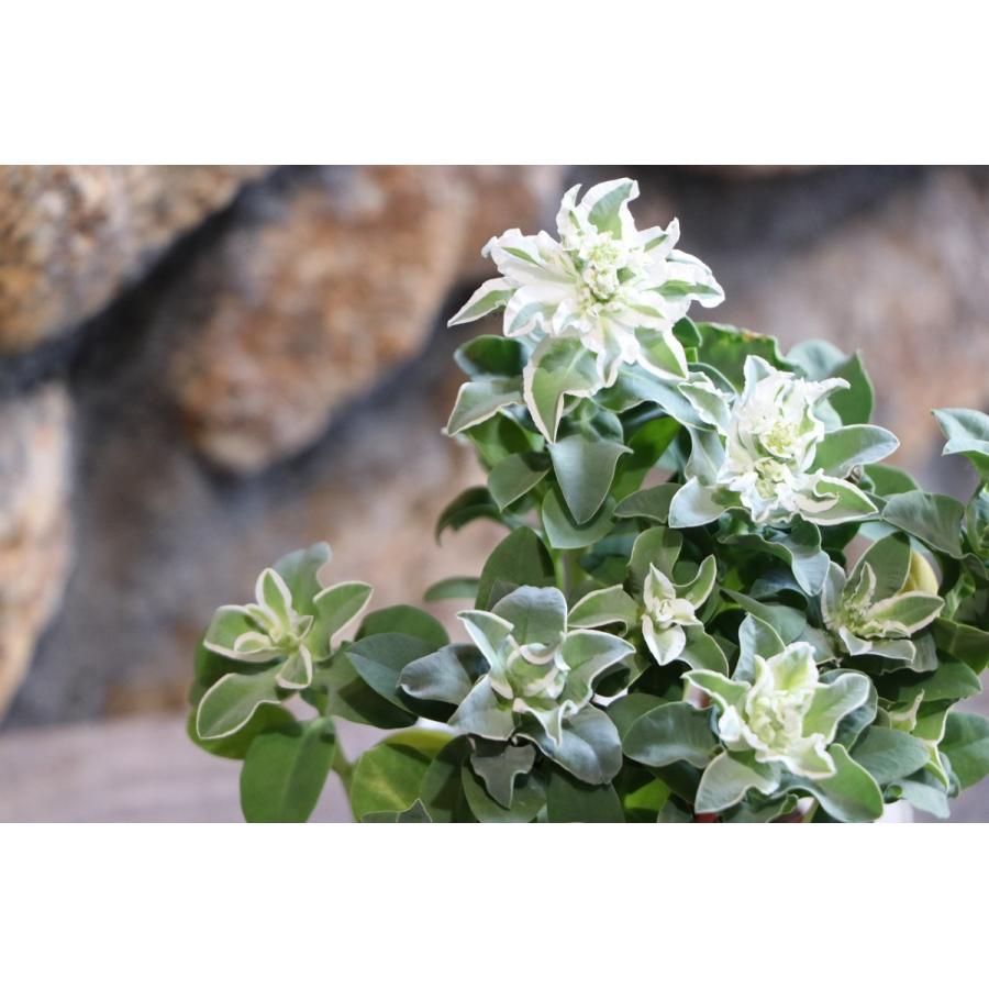 初雪草 氷河 3 5号ポット苗 ハツユキソウ 寄せ植え 花壇 Euphorbiamarginata1 グリーンプラザ山長ヤフーショッピング店 通販 Yahoo ショッピング