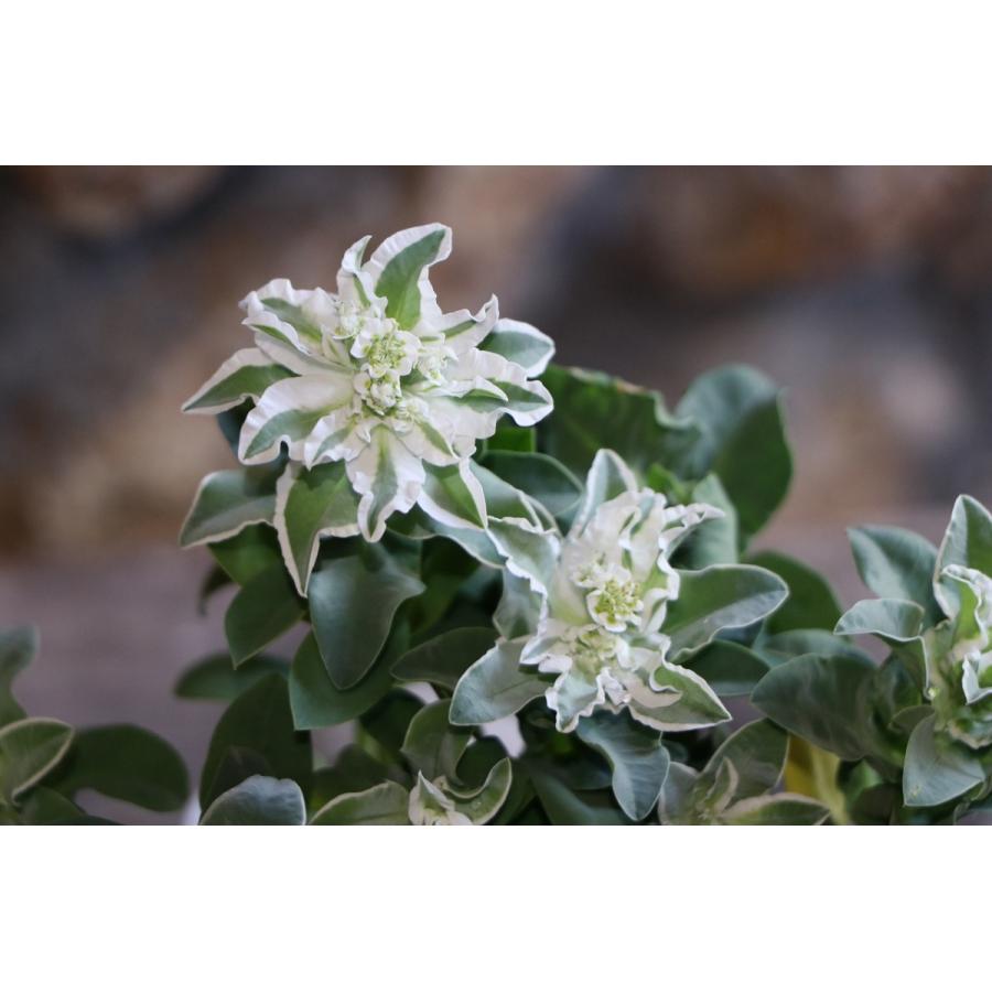 初雪草 氷河 3 5号ポット苗 ハツユキソウ 寄せ植え 花壇 Euphorbiamarginata1 グリーンプラザ山長ヤフーショッピング店 通販 Yahoo ショッピング