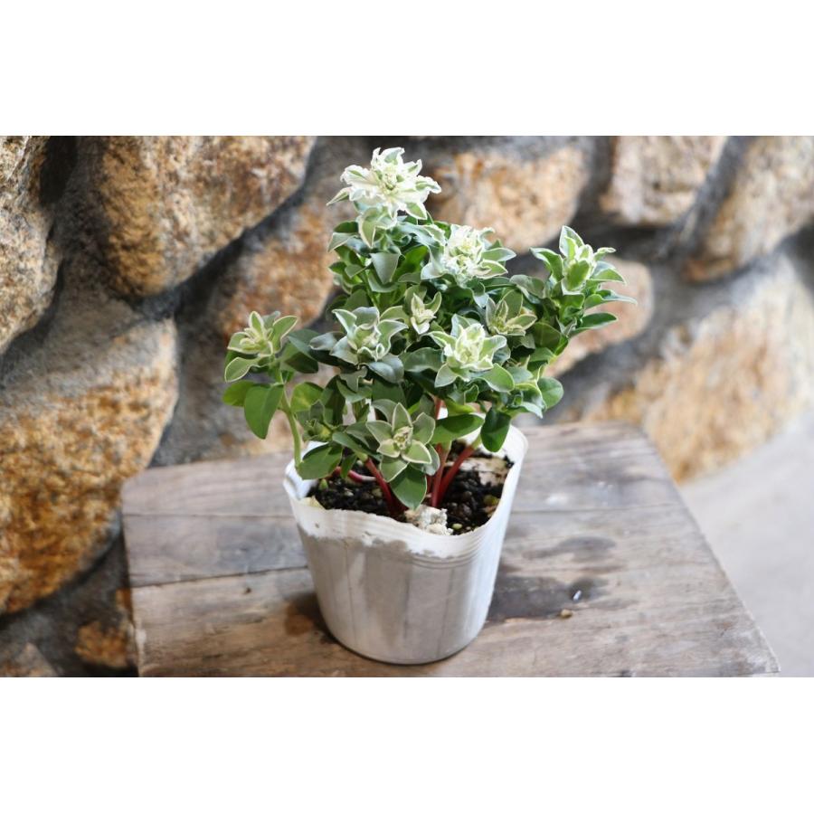 初雪草 氷河 3 5号ポット苗 ハツユキソウ 寄せ植え 花壇 Euphorbiamarginata1 グリーンプラザ山長ヤフーショッピング店 通販 Yahoo ショッピング