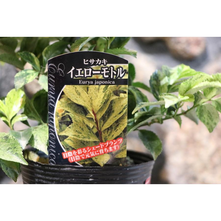 斑入り ヒサカキ イエローモトル 4号ポット苗 植木 苗木 カラーリーフ