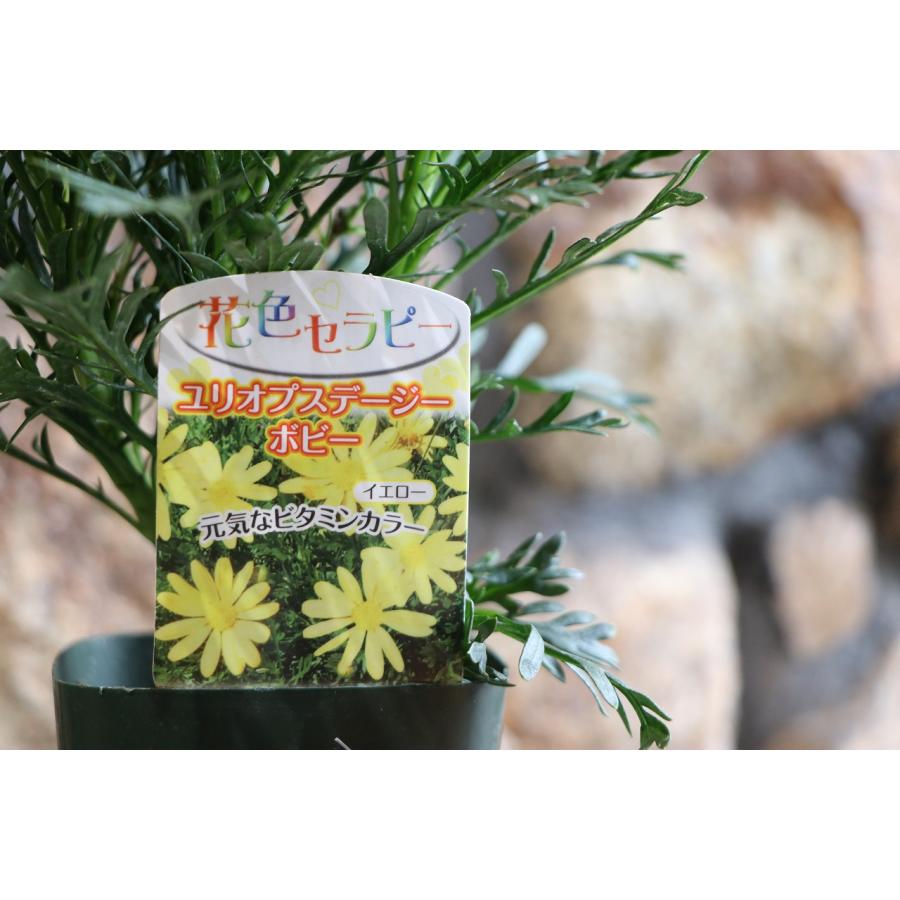 ユリオプスデージー ボビー 3号ポット苗 寄せ植え 花壇 : グリーン