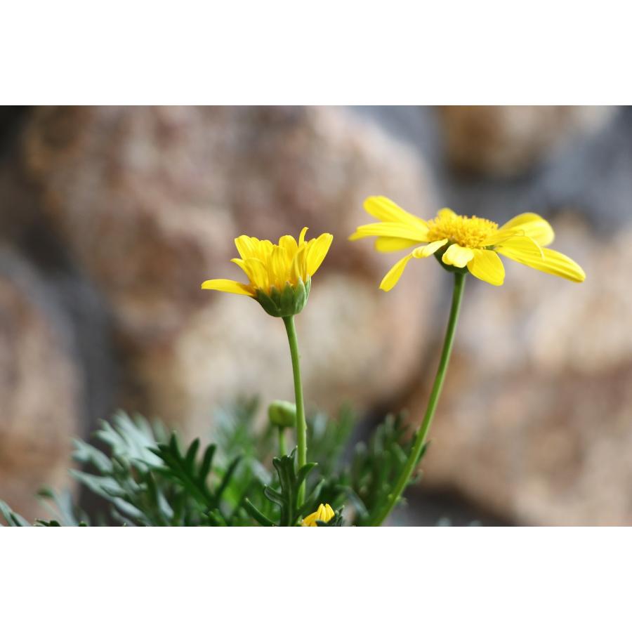 ユリオプスデージー ボビー 3号ポット苗 寄せ植え 花壇 : グリーン