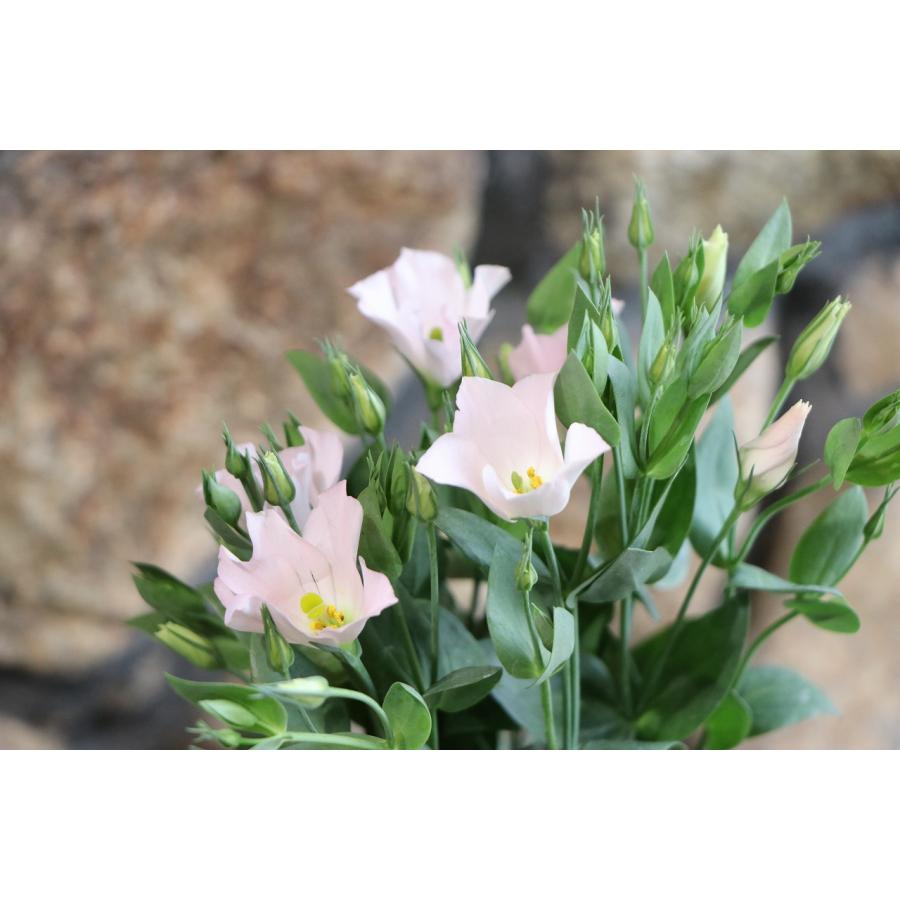 トルコキキョウ シェリー ピンク 3号ポット苗 寄せ植え 花壇 お洒落