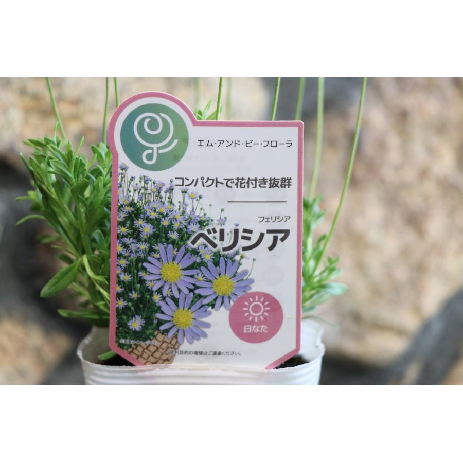 ブルーデージー フェリシア ベリシア 3.5号ポット苗 寄せ植え