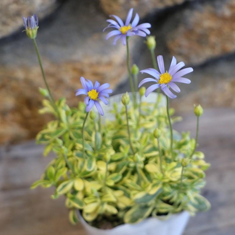 斑入り ブルーデージー ソララ 3〜3.5号ポット苗 寄せ植え 花壇 鉢植え