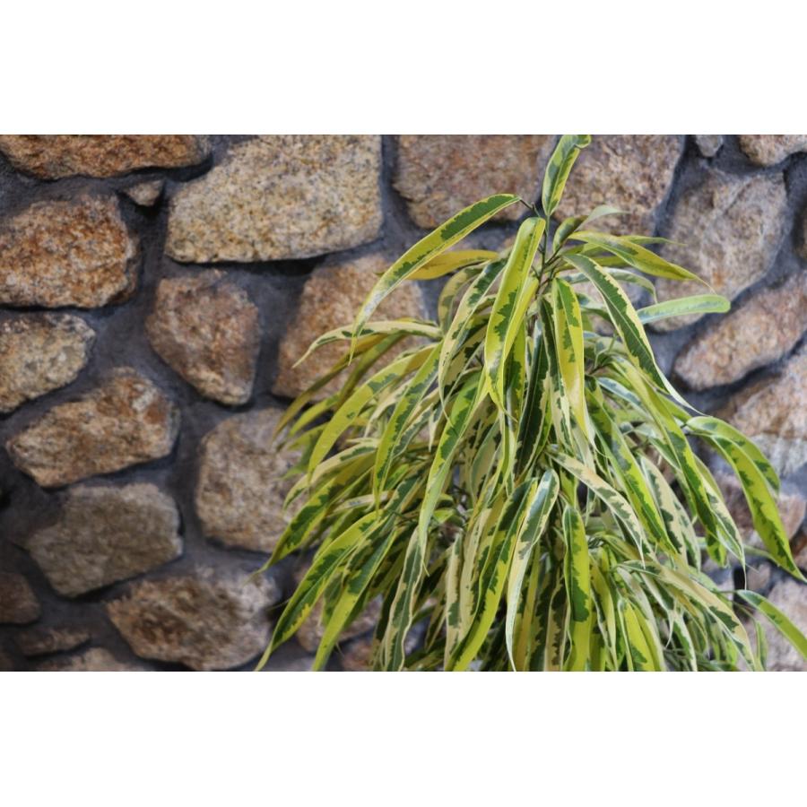 斑入り ショウナンゴムノキ 約H90cm 8号鉢 希少 観葉植物 : グリーン